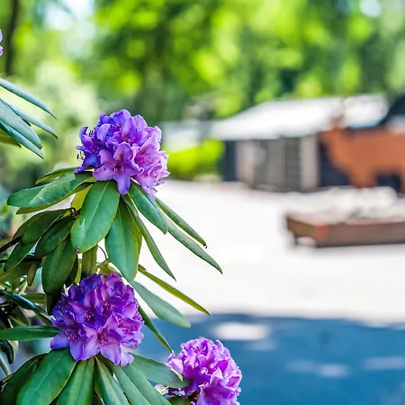 Veluwe By Interhome 霍德鲁