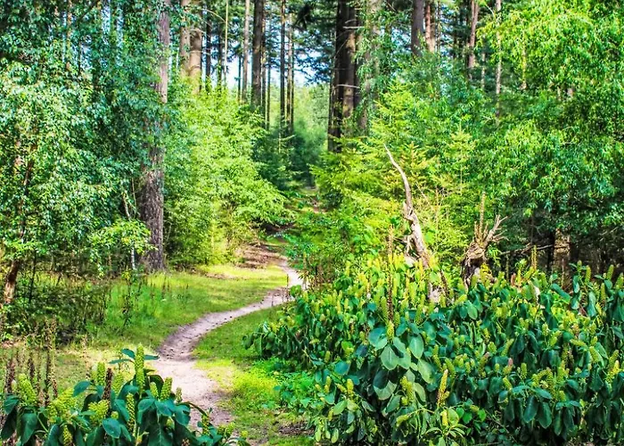 Veluwe By Interhome Dom wakacyjny Hoenderloo